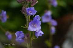 Polemonium caeruleum subsp. himalayanum